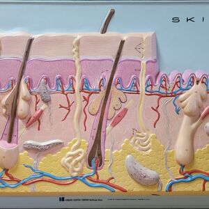 Hubbard 3D Scientific Model 1967 SKIN